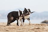 BOSTON TERRIER 416